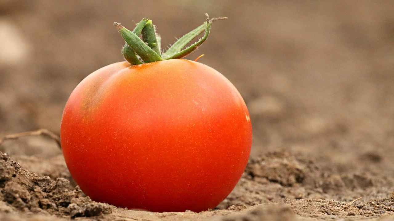 Сравнение крупноплодных сортов томата