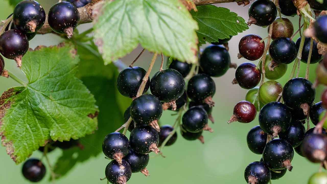 Выбираем сорта смородины