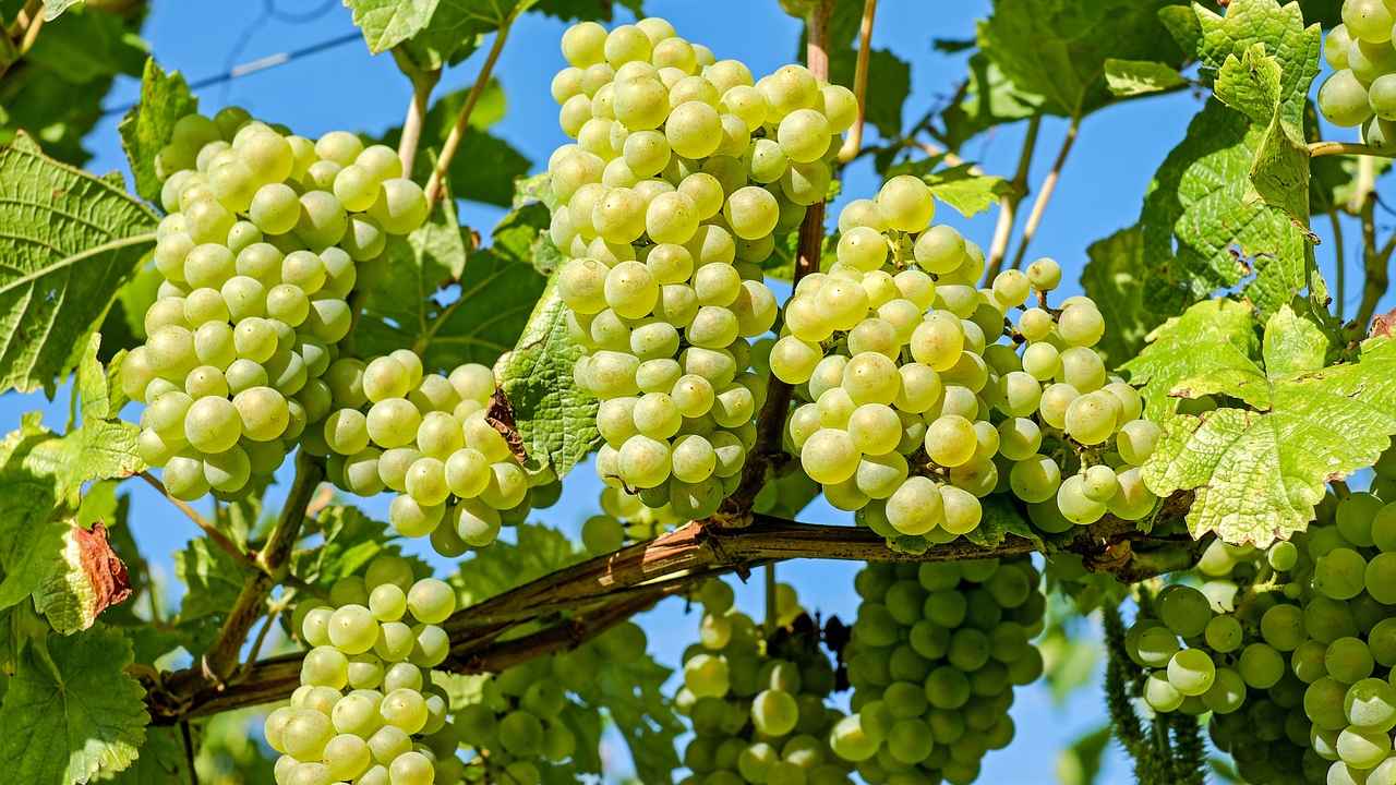 Как и где сажать виноград