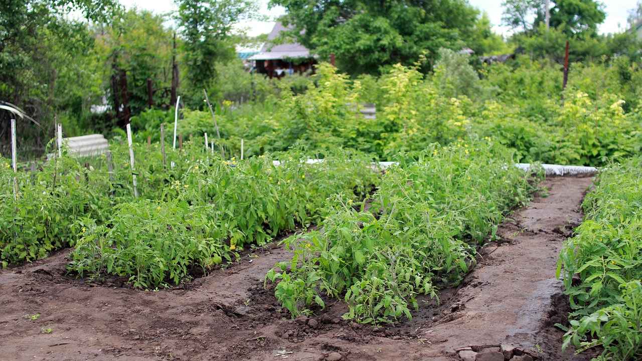 Народные средства для уничтожения вредителей