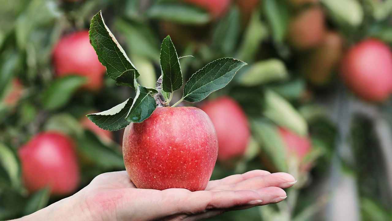 Что делать, если яблоня не плодоносит