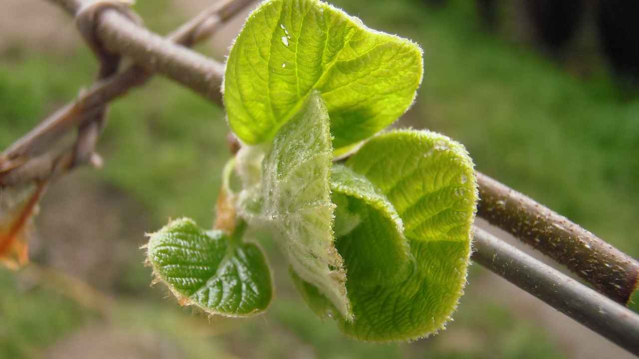 Какие есть сорта актинидий