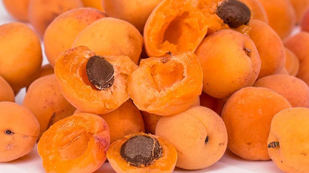 Как сажать абрикосы
