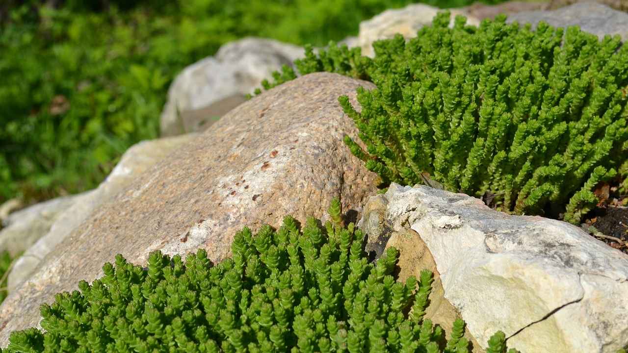 Какие камни лучше использовать для альпийской горки - Бобёр.ру