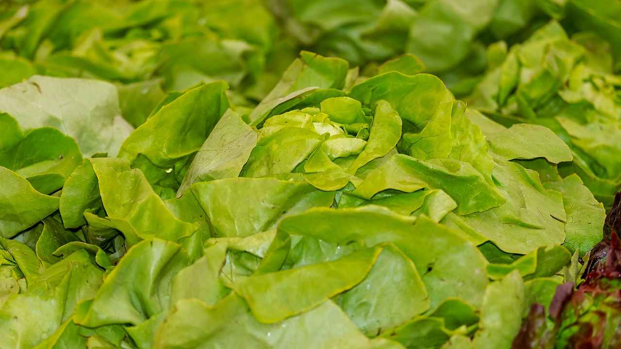 Как правильно собирать и хранить урожай салата