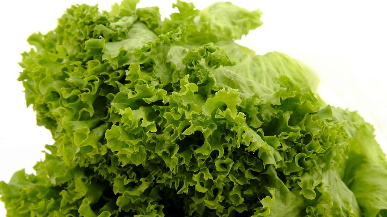 Какие сорта салата самые урожайные и вкусные