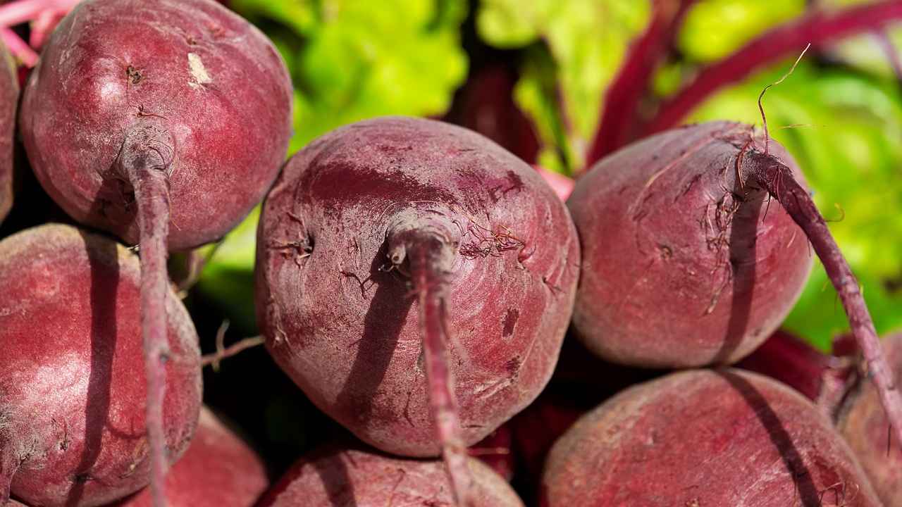 Как правильно убирать и хранить корнеплоды свёклы
