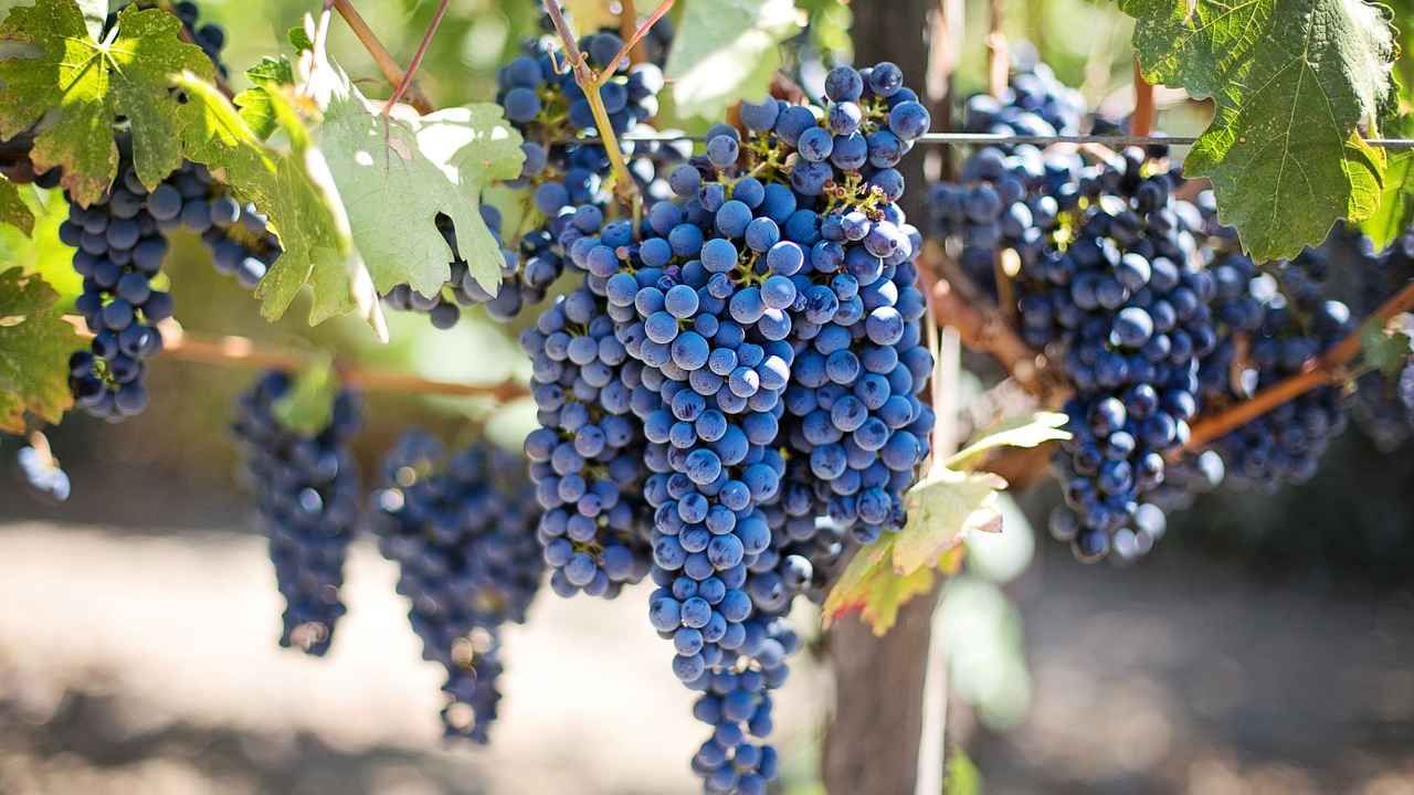 Как ухаживать за виноградом осенью