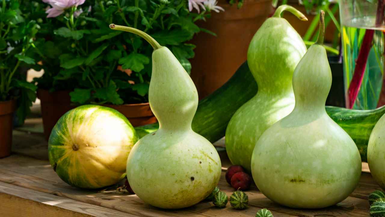 Для чего выращивать лагенарию