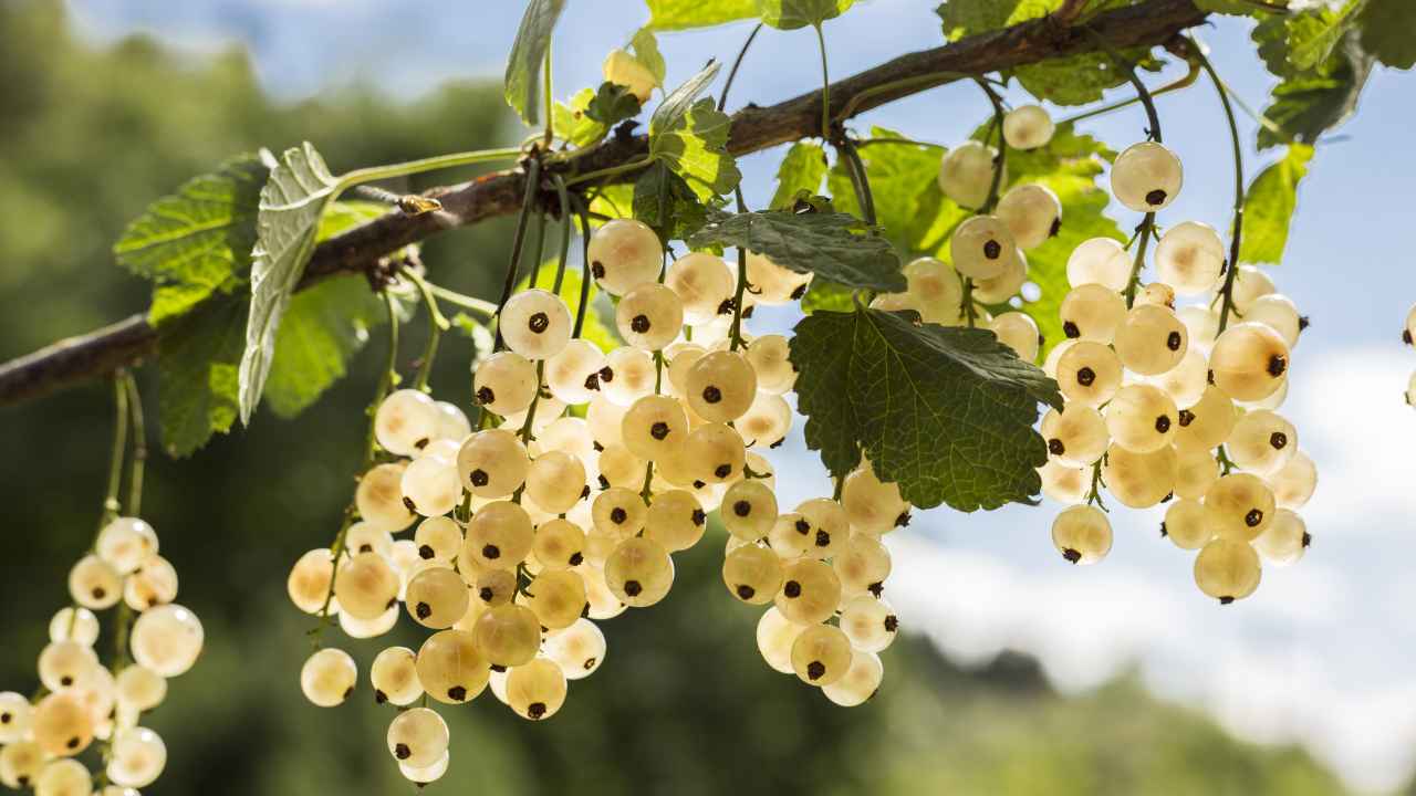 Какие сорта белой смородины самые урожайные