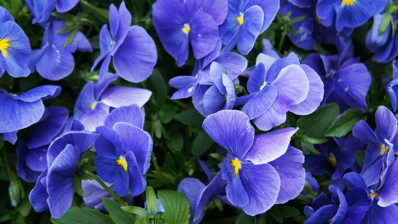 Тест: сможете ли вы правильно назвать все синие цветы?