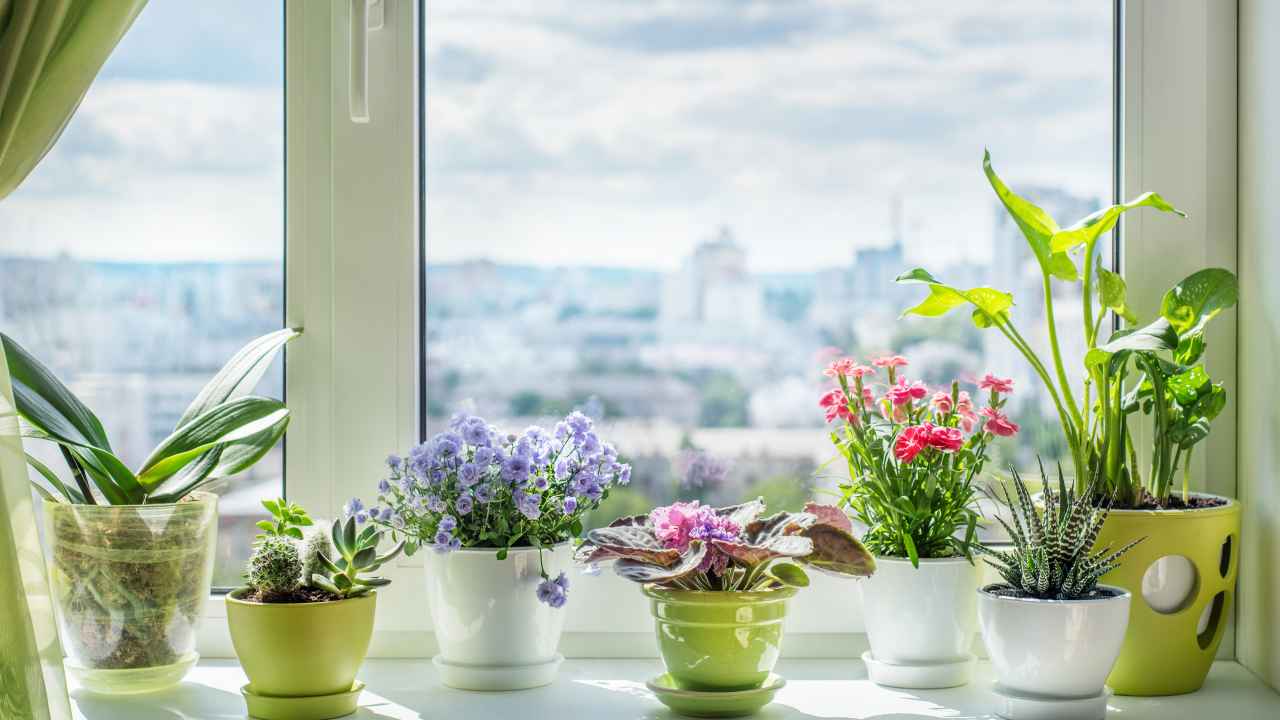 Как выбрать цветочные горшки для комнатных растений