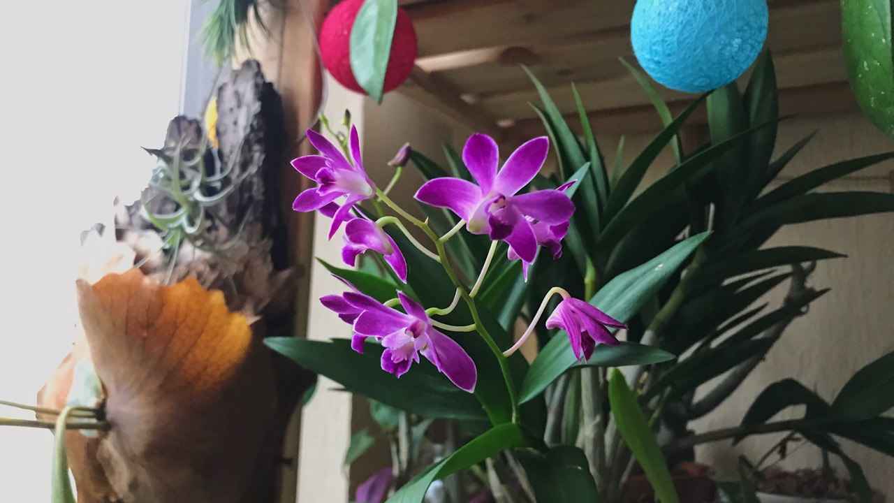 Орхидеи в закрытой системе 