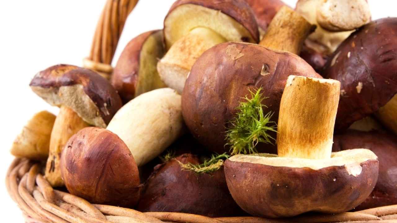 Грибная неделя