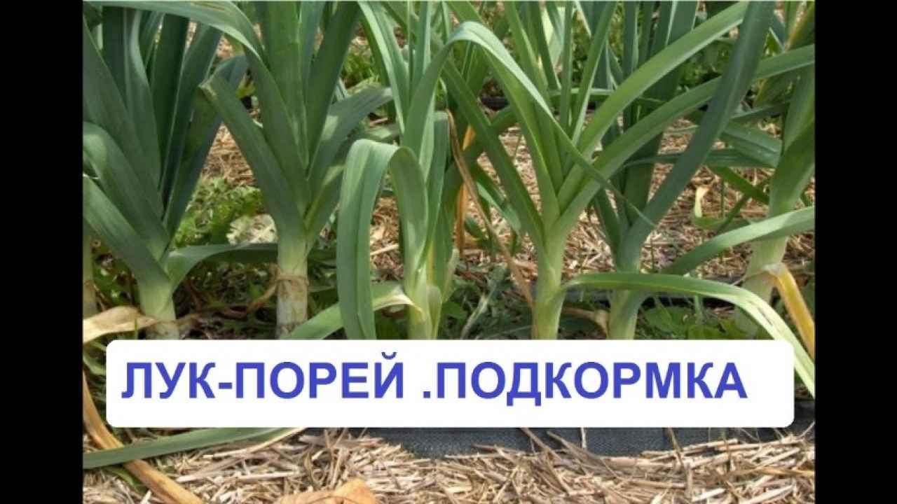 Лучший способ выращивания лука-порея