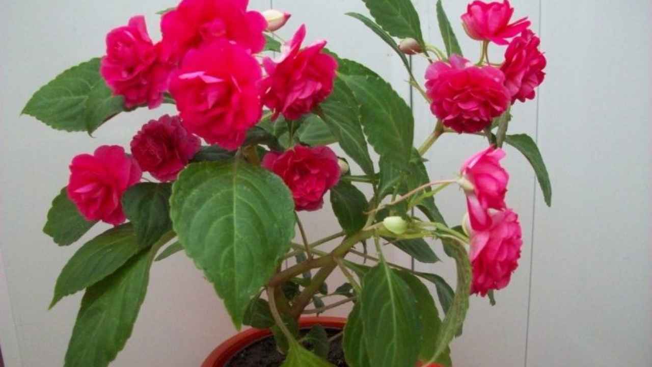 Бальзамин – комнатное растение