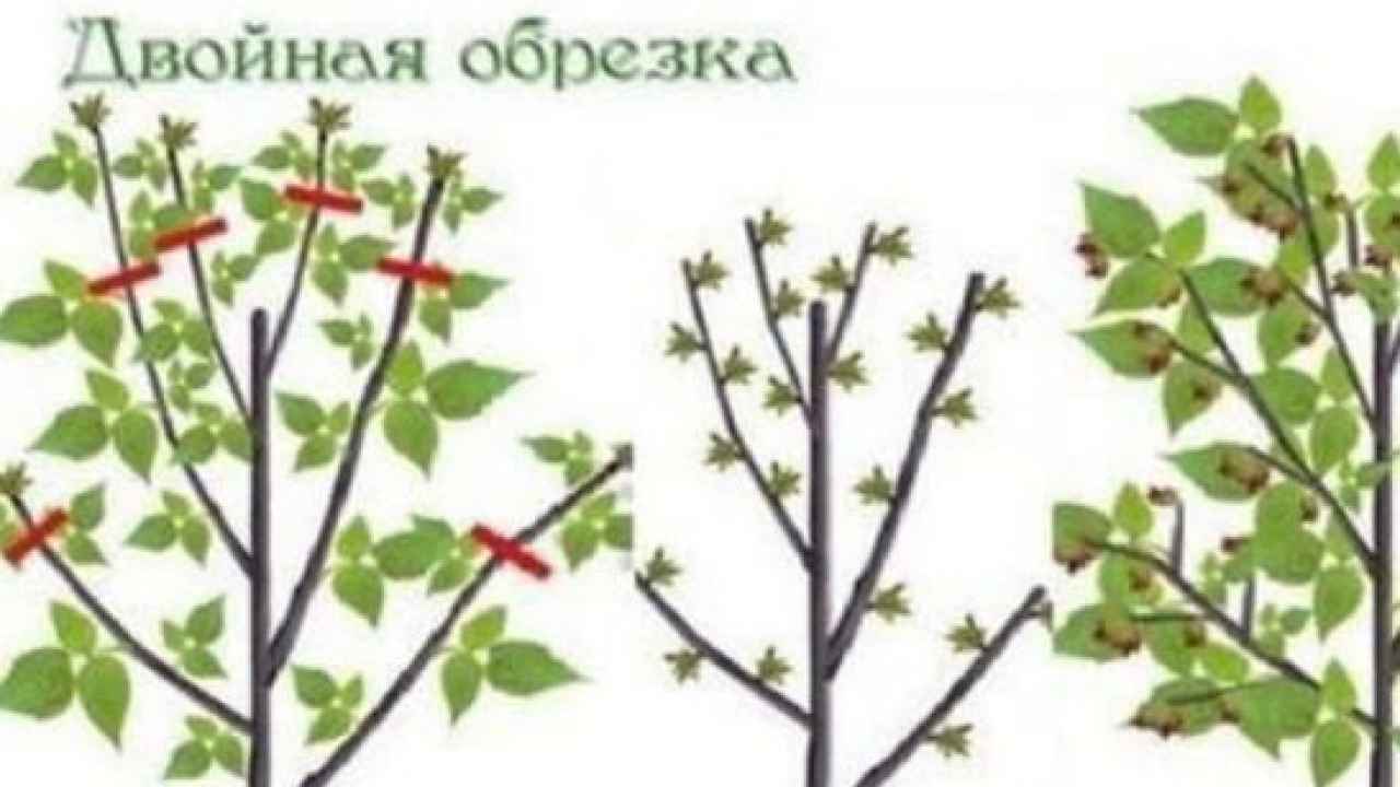 Обрезка малины. Советы и рекомендации