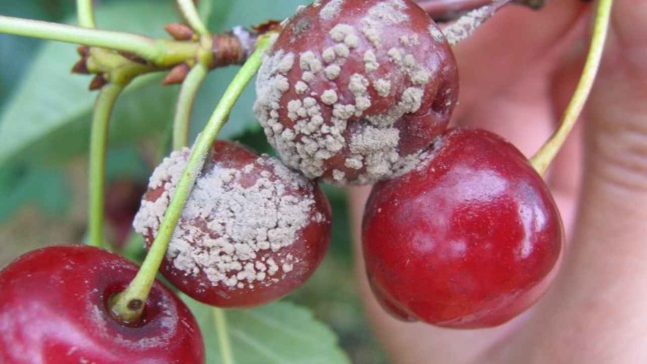 Вредители и болезни вишни, методы борьбы