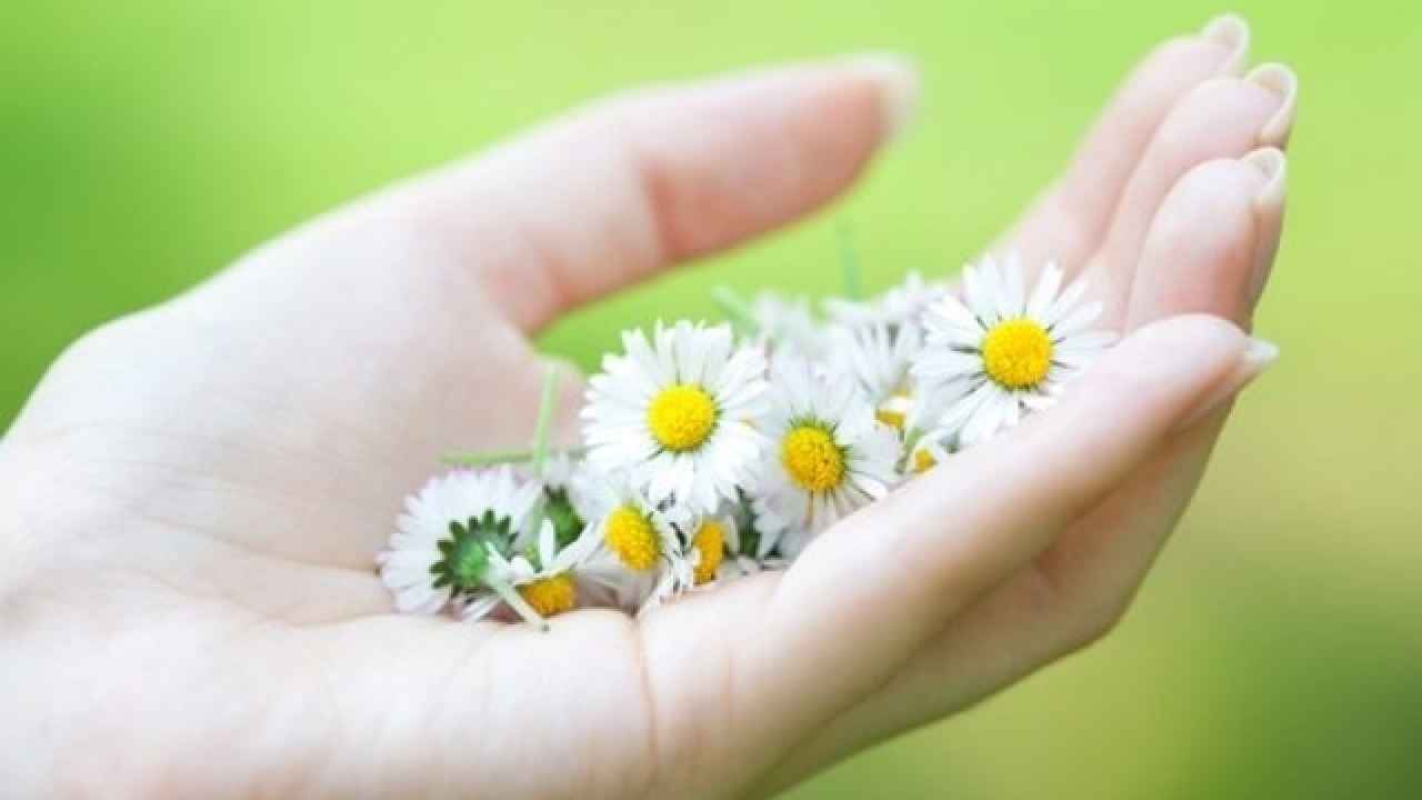 Такие разные ромашки