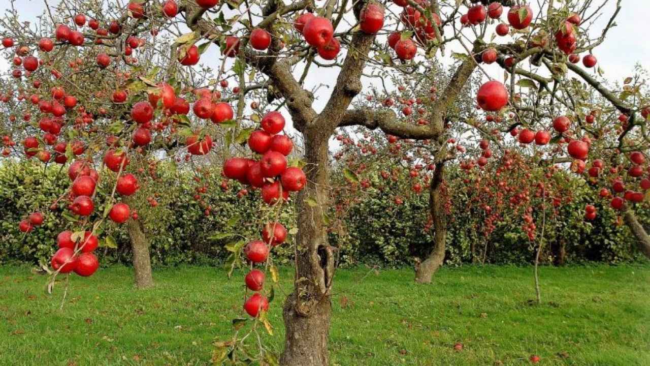 Уход за плодовыми деревьями