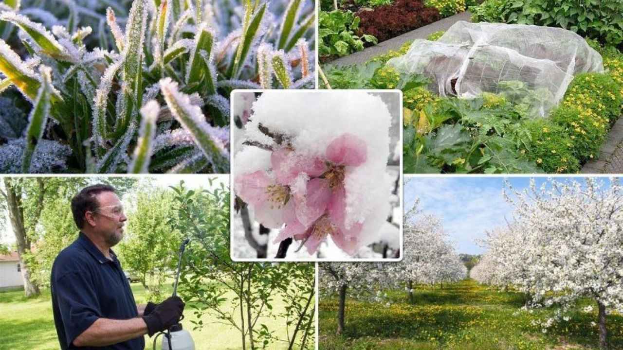 Защита растений от весенних заморозков