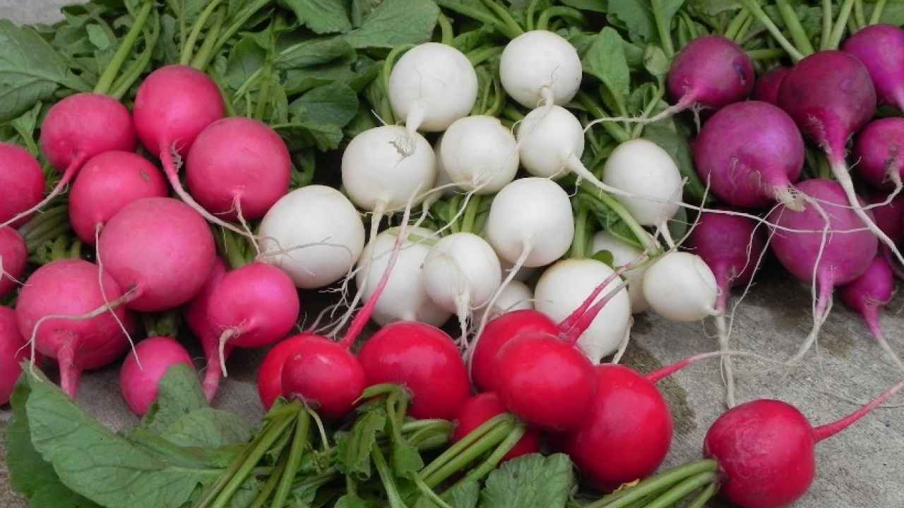 Редис — выращивание, лучшие сорта