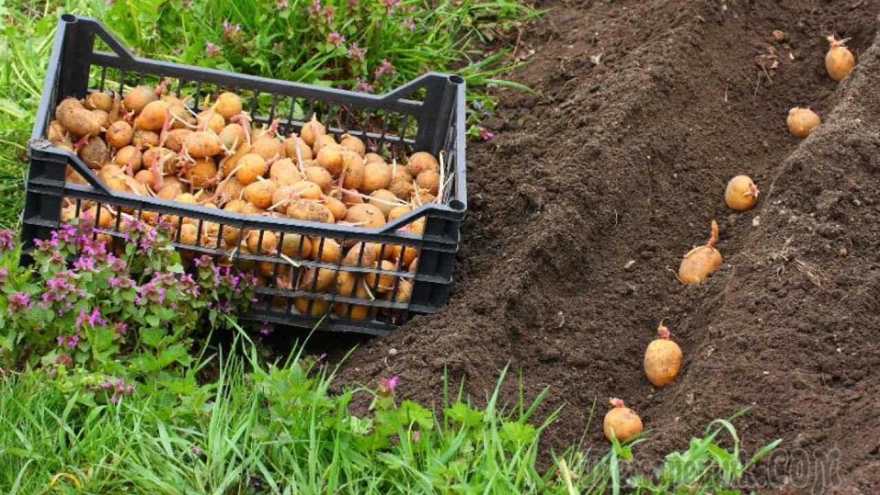 Предпосевная подготовка клубней картофеля
