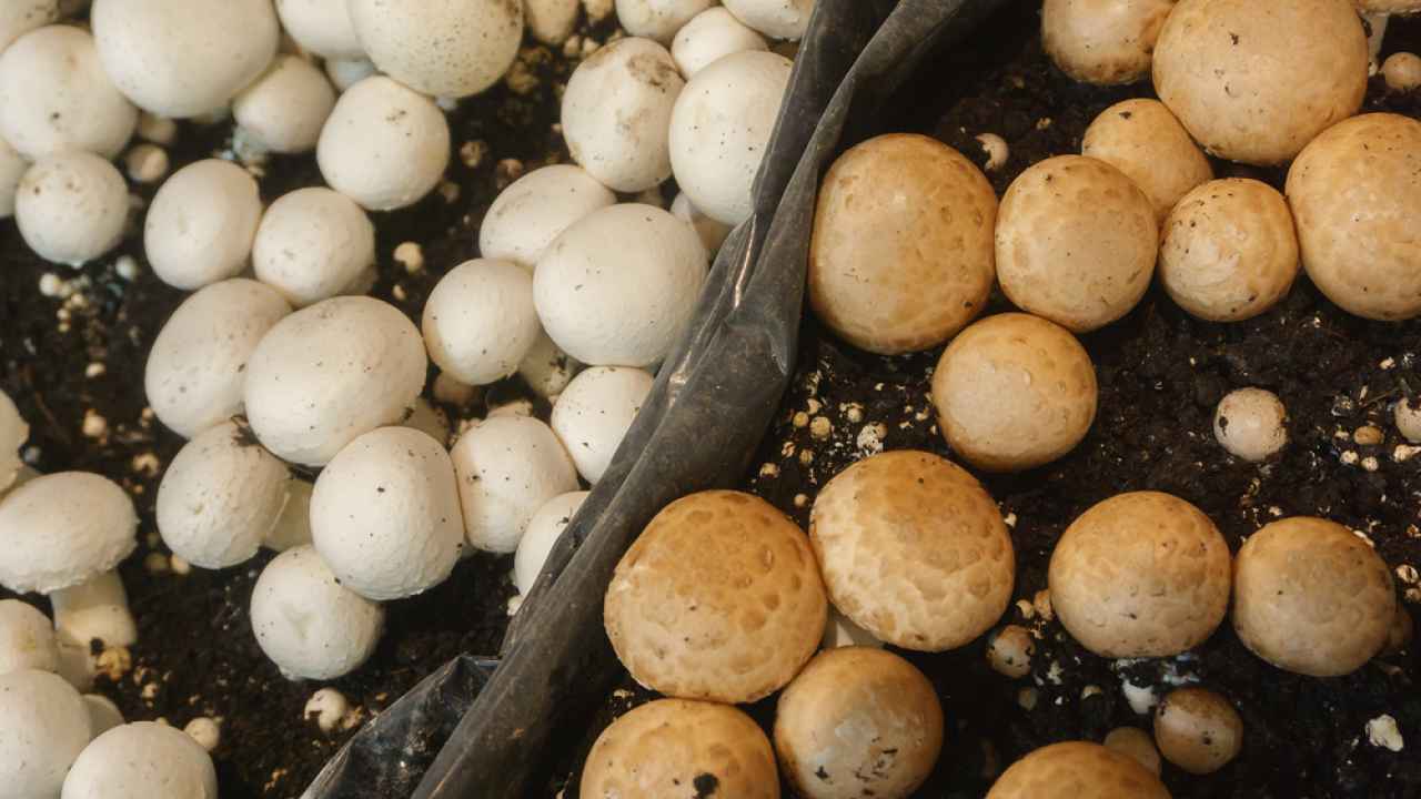 Как выращивать шампиньоны на дачном участке