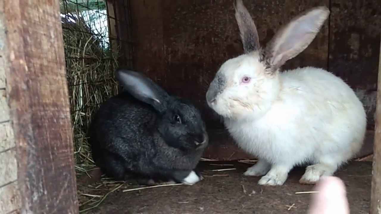 Основные моменты разведения кроликов