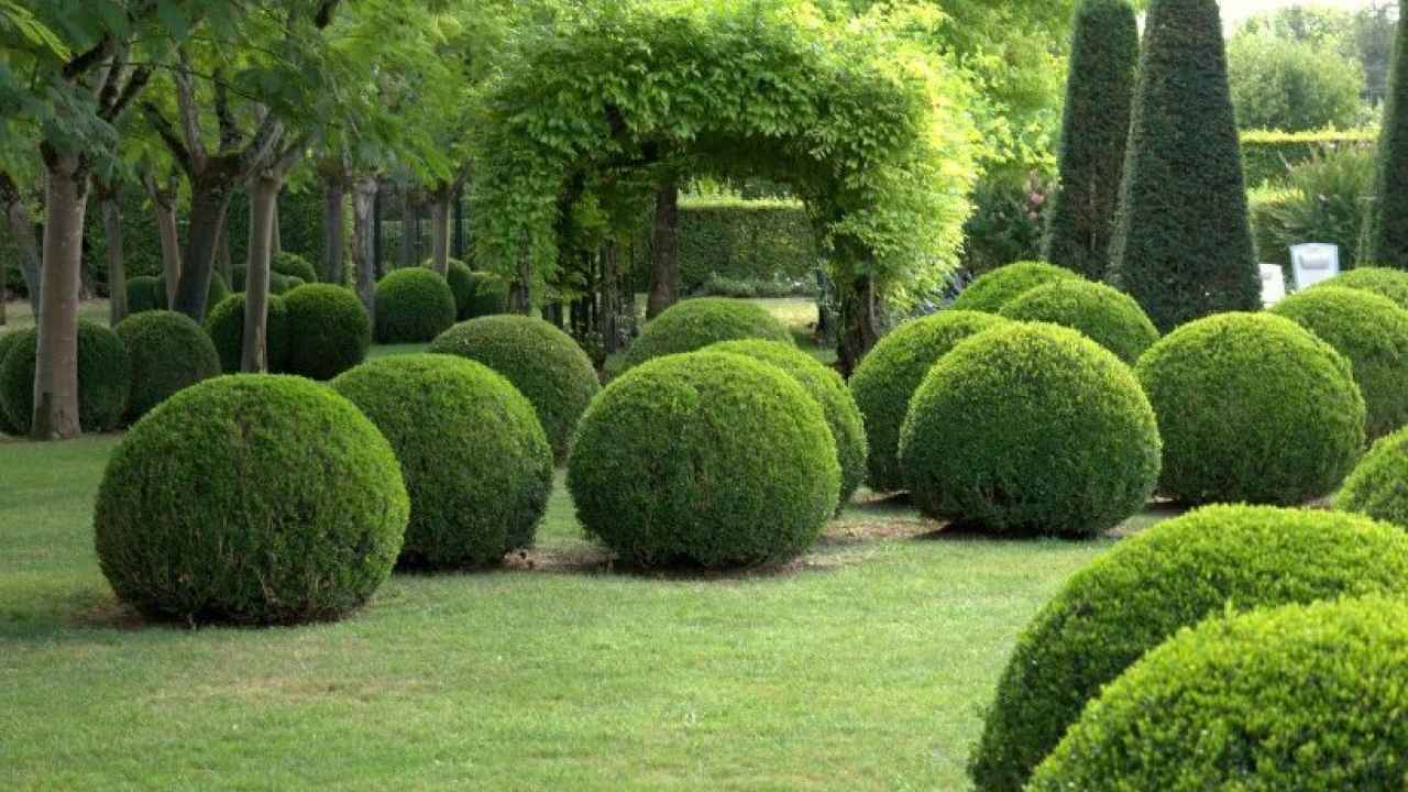Самшит — посадка и уход