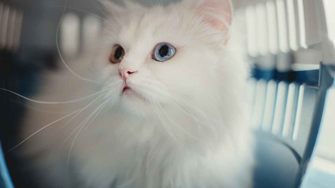Фото: Taya Ovod/Shutterstock.com
