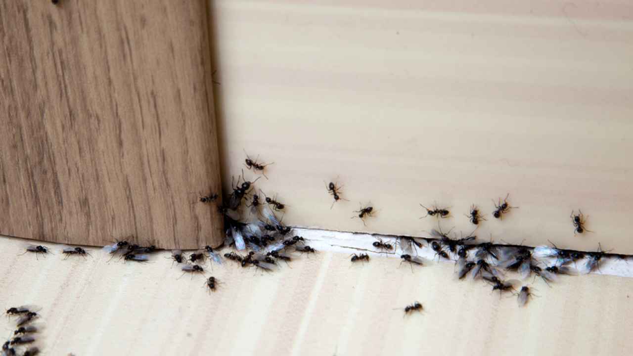 Как навсегда избавиться от муравьёв — советы