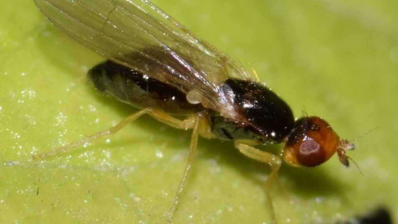 Морковная муха – как с ней бороться