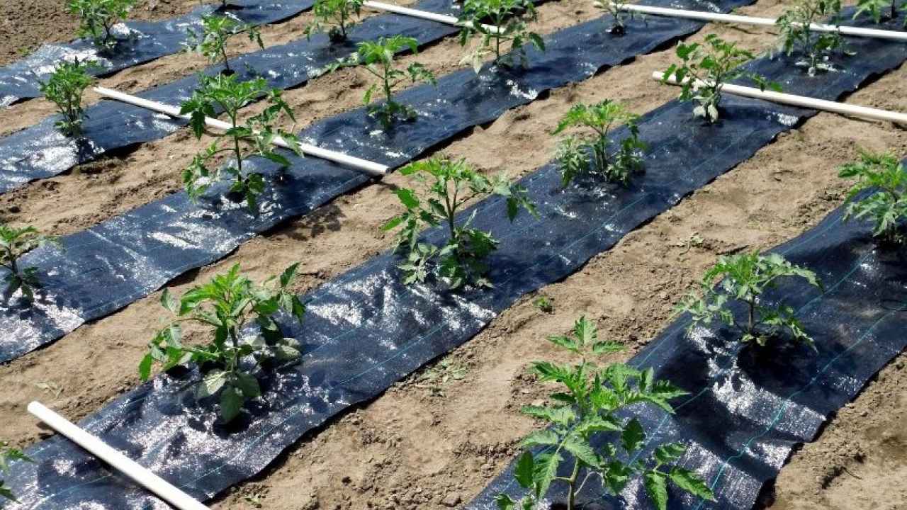 Применение агроволокна на огороде