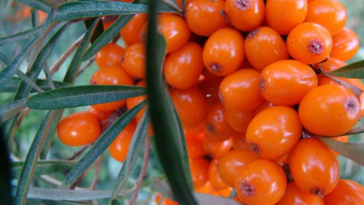 Лечебная облепиха на вашем участке