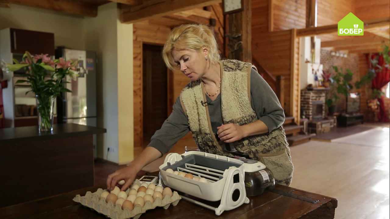 Как вывести цыплят в домашних условиях - Бобёр.ру