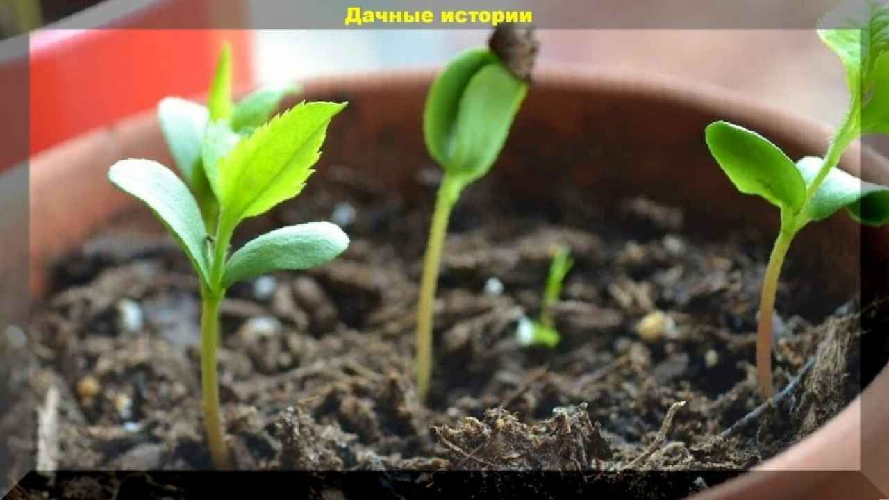 Стимуляторы роста растений - Бобёр.ру