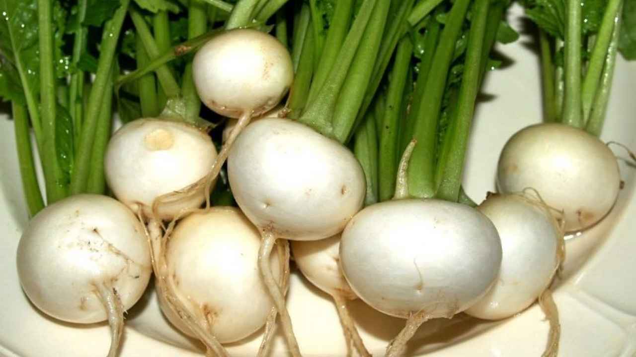 Кокабу – листовая салатная репа