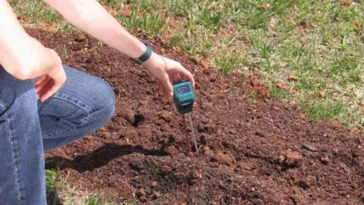 Кислая почва на участке — что делать