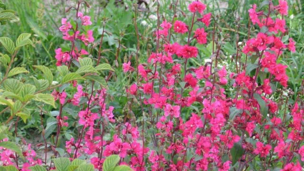Кларкия – цветы, украшающие сад