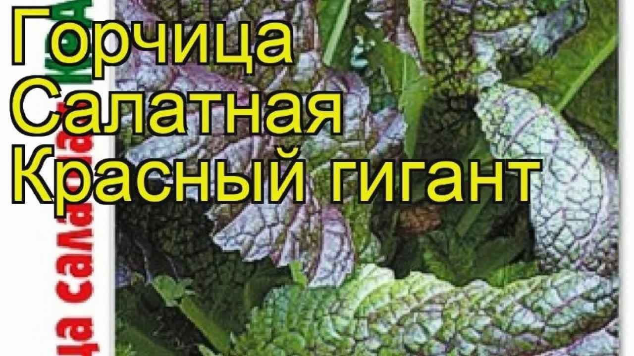 Горчица салатная