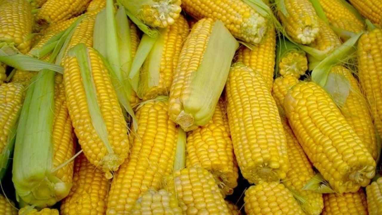 Кукуруза – царица полей