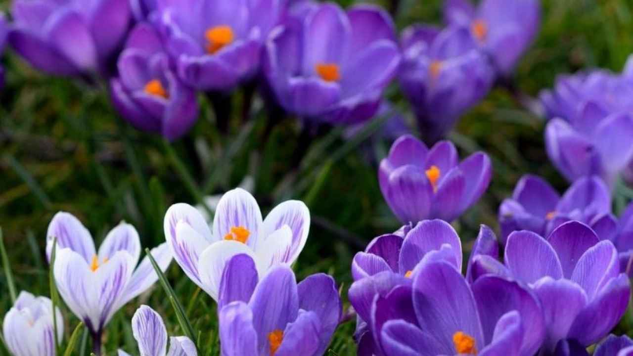 Crocus. Крокус Шафран. Крокус Шафран весенний. Цветок шафранового крокуса. Крокус сорт Шафран.