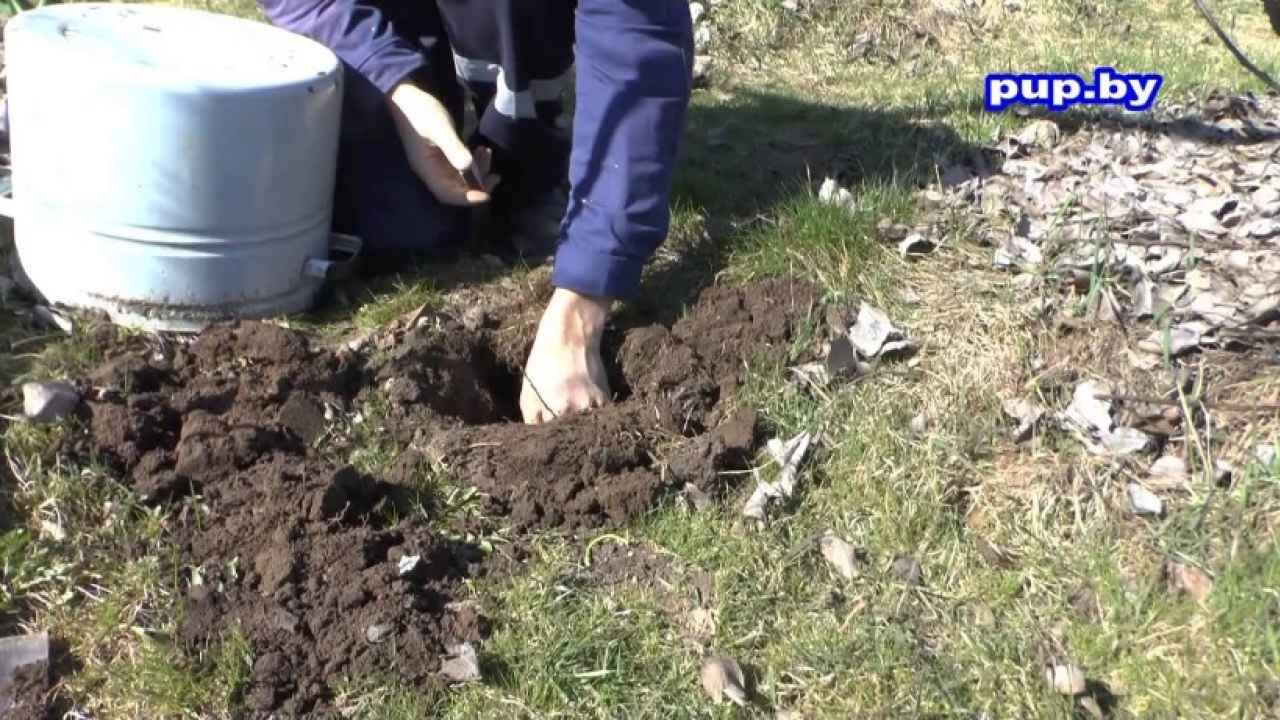 Как избавиться от кротов