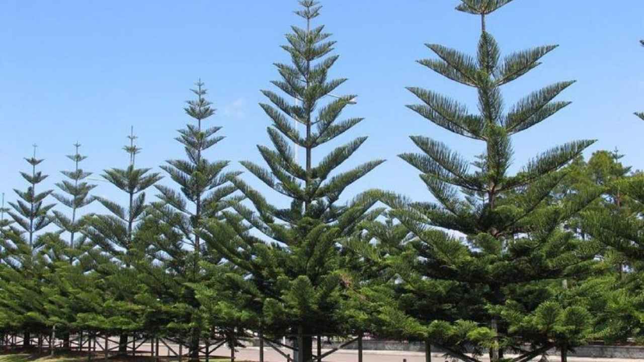 Араукария