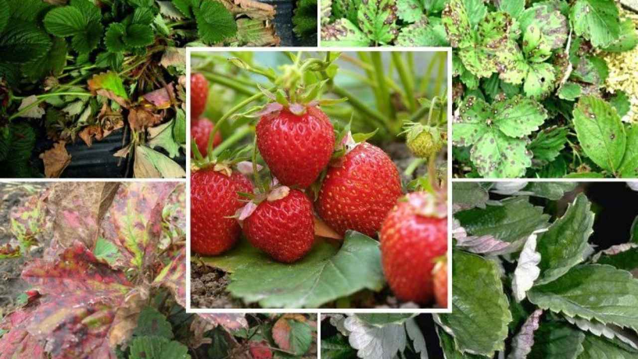 Болезни и вредители клубники садовой
