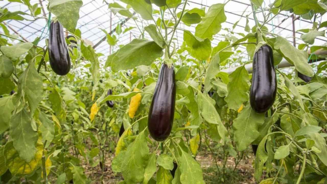 Баклажан – секреты выращивания, популярные сорта