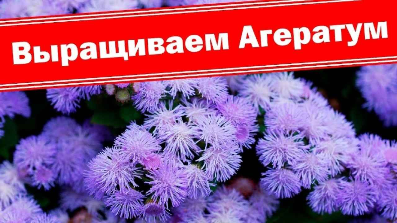 Как вырастить агератум