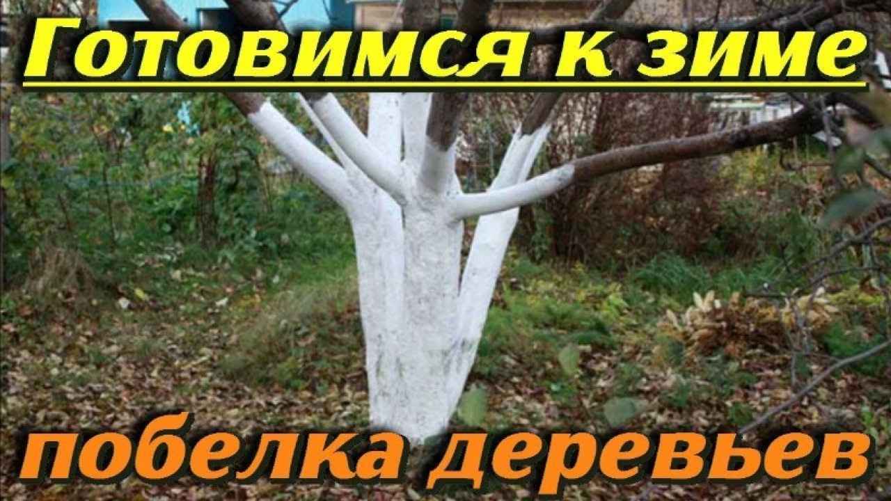 Осенняя побелка деревьев