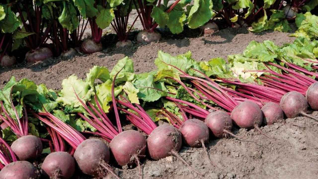 Свекла столовая – особенности выращивания, популярные сорта